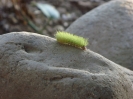 caterpillar001.jpg